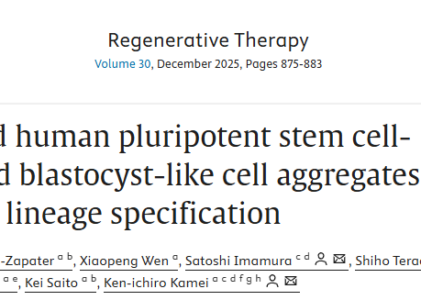 【論文掲載 / Publication】Kaori Mutsuda Zapater さんの論文が Regenerative Therapy に掲載されました